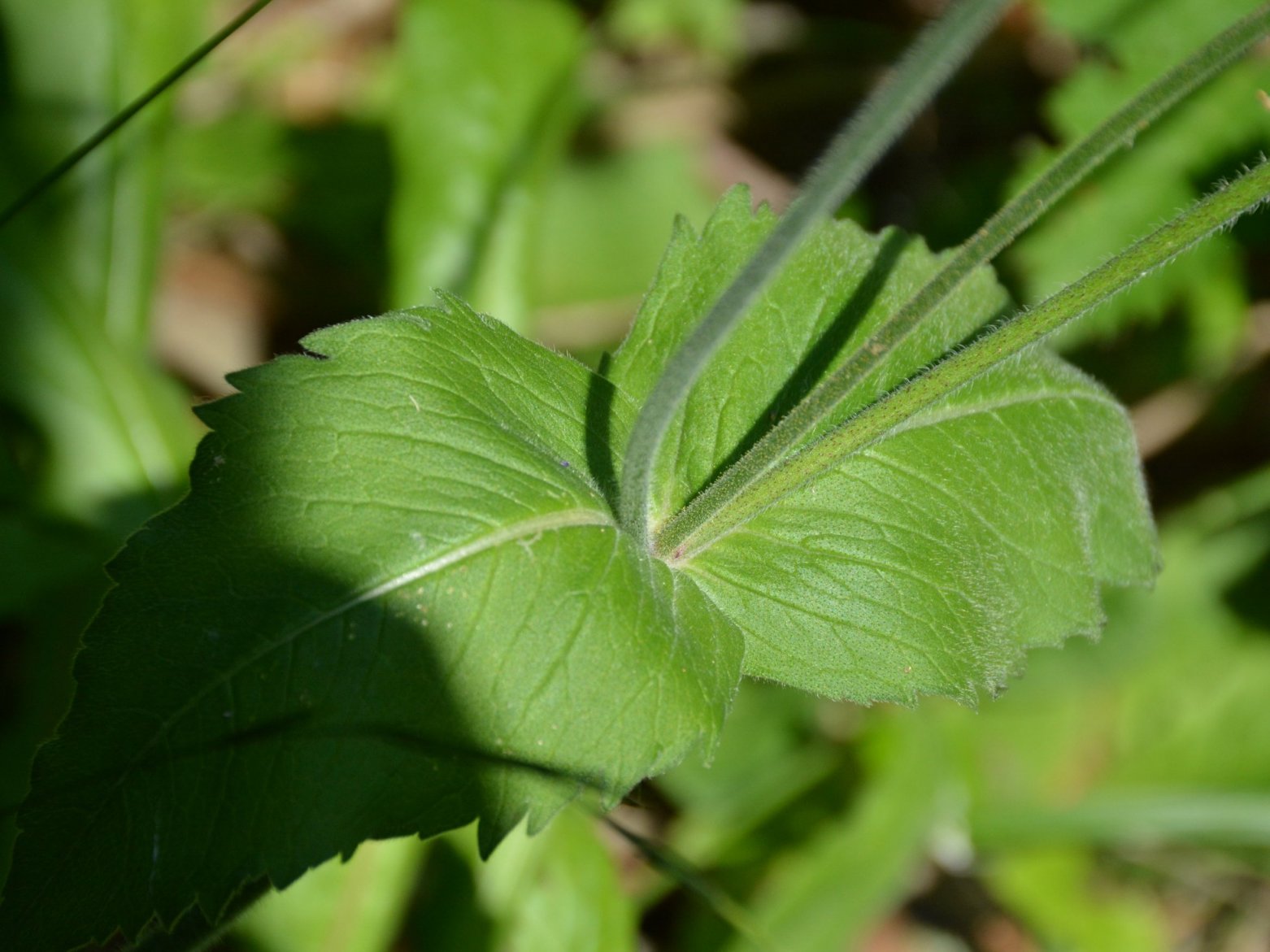 Knautia arverniensis?